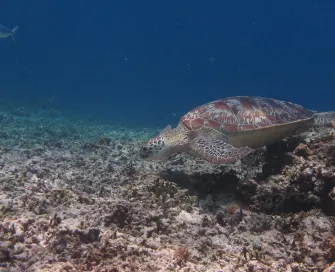Hidden Gilis: photo 2 of 3