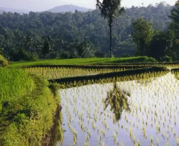 Tetebatu Village: photo 1 of 2